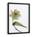 Xray Tulipi Ii - Judy Stalus | Cuadro decorativo de Canvas Lab