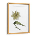 Xray Tulipi Ii - Judy Stalus | Cuadro decorativo de Canvas Lab