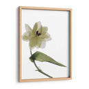 Xray Tulipi Ii - Judy Stalus | Cuadro decorativo de Canvas Lab