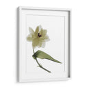 Xray Tulipi Ii - Judy Stalus | Cuadro decorativo de Canvas Lab