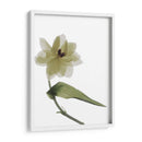 Xray Tulipi Ii - Judy Stalus | Cuadro decorativo de Canvas Lab
