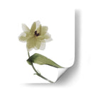 Xray Tulipi Ii - Judy Stalus | Cuadro decorativo de Canvas Lab