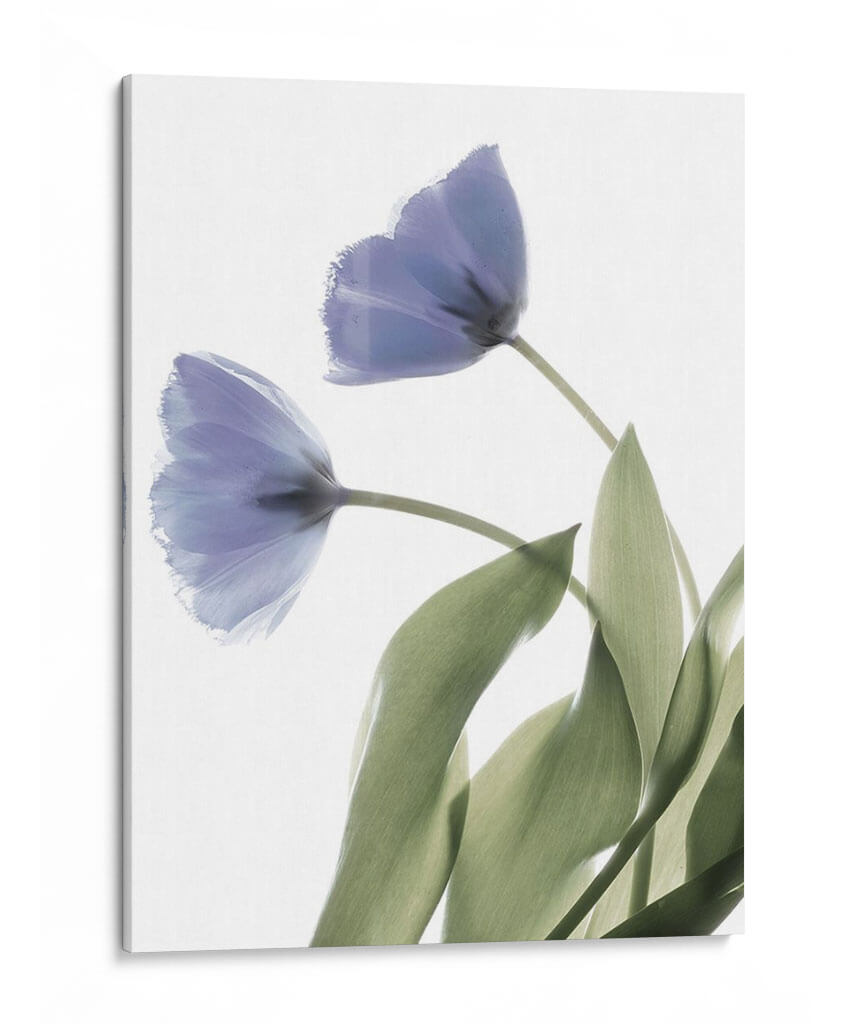 Xray Tulip Iii - Judy Stalus | Cuadro decorativo de Canvas Lab