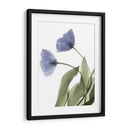 Xray Tulip Iii - Judy Stalus | Cuadro decorativo de Canvas Lab