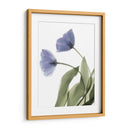 Xray Tulip Iii - Judy Stalus | Cuadro decorativo de Canvas Lab