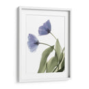 Xray Tulip Iii - Judy Stalus | Cuadro decorativo de Canvas Lab
