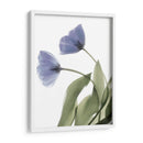 Xray Tulip Iii - Judy Stalus | Cuadro decorativo de Canvas Lab