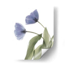 Xray Tulip Iii - Judy Stalus | Cuadro decorativo de Canvas Lab