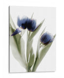 Xray Tulip Iv - Judy Stalus | Cuadro decorativo de Canvas Lab