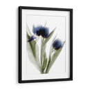 Xray Tulip Iv - Judy Stalus | Cuadro decorativo de Canvas Lab
