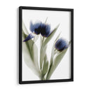 Xray Tulip Iv - Judy Stalus | Cuadro decorativo de Canvas Lab