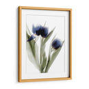 Xray Tulip Iv - Judy Stalus | Cuadro decorativo de Canvas Lab