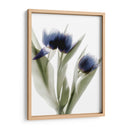Xray Tulip Iv - Judy Stalus | Cuadro decorativo de Canvas Lab