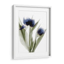 Xray Tulip Iv - Judy Stalus | Cuadro decorativo de Canvas Lab