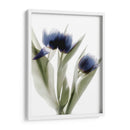 Xray Tulip Iv - Judy Stalus | Cuadro decorativo de Canvas Lab