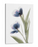 Xray Tulip V - Judy Stalus | Cuadro decorativo de Canvas Lab