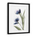 Xray Tulip V - Judy Stalus | Cuadro decorativo de Canvas Lab