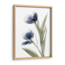 Xray Tulip V - Judy Stalus | Cuadro decorativo de Canvas Lab