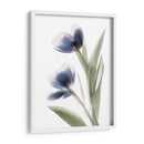 Xray Tulip V - Judy Stalus | Cuadro decorativo de Canvas Lab