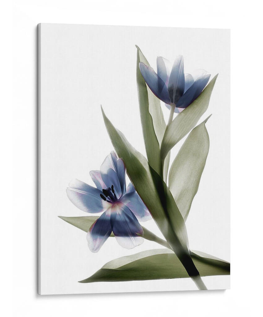 Xray Tulip Vi - Judy Stalus | Cuadro decorativo de Canvas Lab