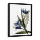 Xray Tulip Vi - Judy Stalus | Cuadro decorativo de Canvas Lab
