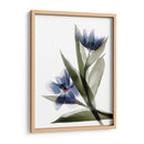 Xray Tulip Vi - Judy Stalus | Cuadro decorativo de Canvas Lab
