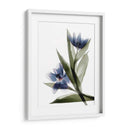 Xray Tulip Vi - Judy Stalus | Cuadro decorativo de Canvas Lab