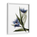 Xray Tulip Vi - Judy Stalus | Cuadro decorativo de Canvas Lab