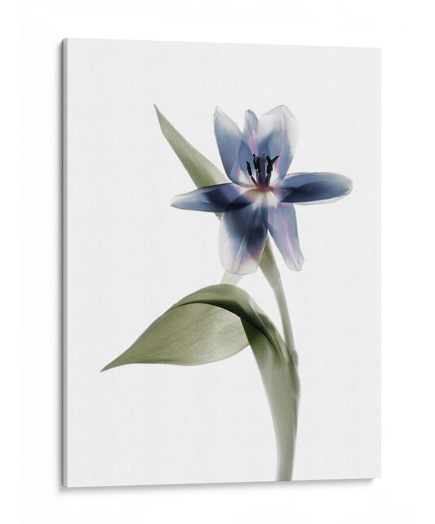Xray Tulip Vii - Judy Stalus | Cuadro decorativo de Canvas Lab