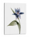 Xray Tulip Vii - Judy Stalus | Cuadro decorativo de Canvas Lab