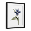 Xray Tulip Vii - Judy Stalus | Cuadro decorativo de Canvas Lab