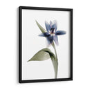Xray Tulip Vii - Judy Stalus | Cuadro decorativo de Canvas Lab