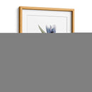 Xray Tulip Vii - Judy Stalus | Cuadro decorativo de Canvas Lab