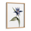 Xray Tulip Vii - Judy Stalus | Cuadro decorativo de Canvas Lab