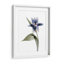 Xray Tulip Vii - Judy Stalus | Cuadro decorativo de Canvas Lab