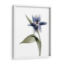 Xray Tulip Vii - Judy Stalus | Cuadro decorativo de Canvas Lab