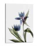 Xray Tulip Viii - Judy Stalus | Cuadro decorativo de Canvas Lab