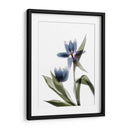 Xray Tulip Viii - Judy Stalus | Cuadro decorativo de Canvas Lab