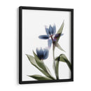 Xray Tulip Viii - Judy Stalus | Cuadro decorativo de Canvas Lab