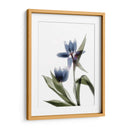 Xray Tulip Viii - Judy Stalus | Cuadro decorativo de Canvas Lab