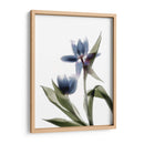 Xray Tulip Viii - Judy Stalus | Cuadro decorativo de Canvas Lab