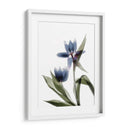 Xray Tulip Viii - Judy Stalus | Cuadro decorativo de Canvas Lab