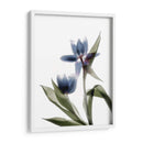 Xray Tulip Viii - Judy Stalus | Cuadro decorativo de Canvas Lab