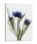 Xray Tulip Ix - Judy Stalus | Cuadro decorativo de Canvas Lab