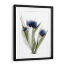 Xray Tulip Ix - Judy Stalus | Cuadro decorativo de Canvas Lab