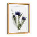 Xray Tulip Ix - Judy Stalus | Cuadro decorativo de Canvas Lab