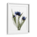 Xray Tulip Ix - Judy Stalus | Cuadro decorativo de Canvas Lab