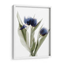 Xray Tulip Ix - Judy Stalus | Cuadro decorativo de Canvas Lab