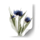 Xray Tulip Ix - Judy Stalus | Cuadro decorativo de Canvas Lab