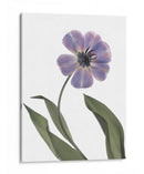 Xray Tulip X - Judy Stalus | Cuadro decorativo de Canvas Lab